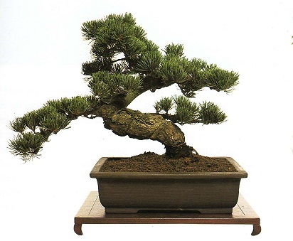 Bonsai, cay canh nghe thuat, cây cảnh nghệ thuật, cay the, cây thế, triển lãm bonsai, trien lam bonsai, triển lãm cây thế, trien lam cay the